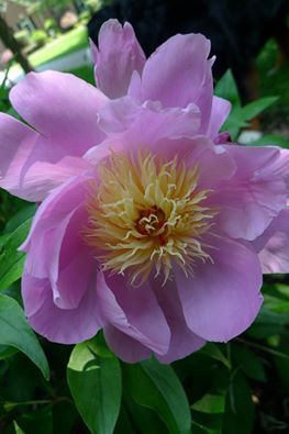 Peony- picture byEllen Zillin