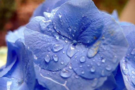 Hydrangea- picture Ellen Zillin