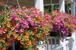 plants-for-hanging-baskets