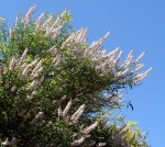 Vitex angus castus&nbsp;alba