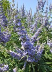 vitex flower spike