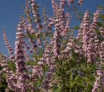 vitex_danica_pink_1024x1024