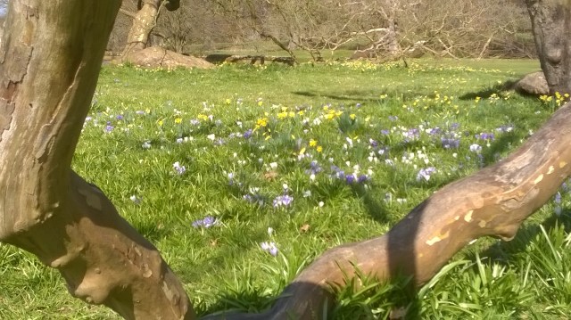 Crocuses looking good in the sun under the Oriental Plane Trees