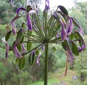 From flower to seedpod- Agapanthus