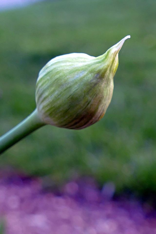 Allium flower head forming- picture by Ellen Zillin