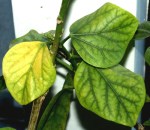 chloroticleaves