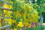 g-yellow-climber-on-fence