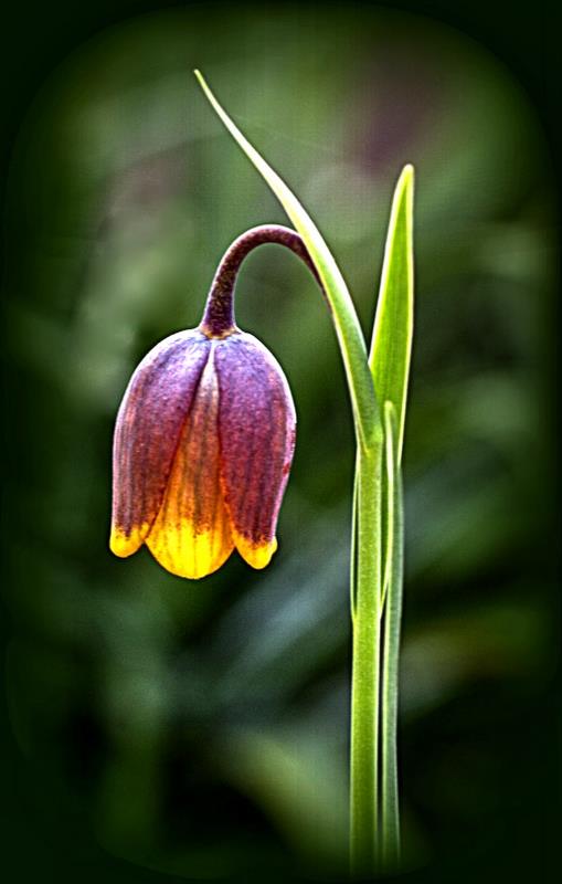 Picture by Gina Gray