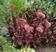 Sedum 'Chocolate Drop'- the foliage as attractive as the flower- and what a combination!