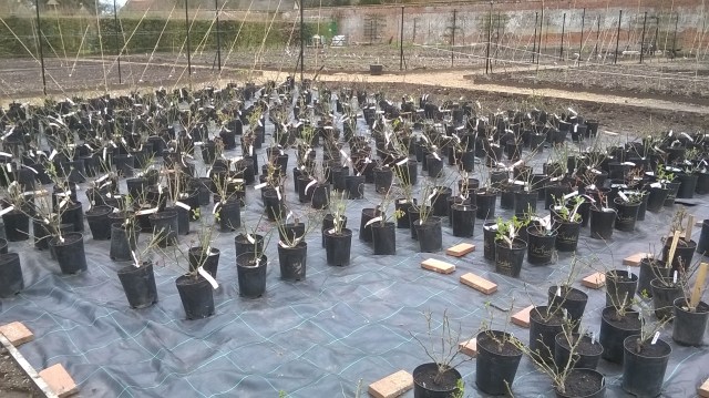 Plenty of roses waiting to be planted out in the Rose Garden