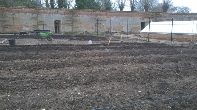 All is mucked in... forked over lines for soft fruit in the Walled Garden