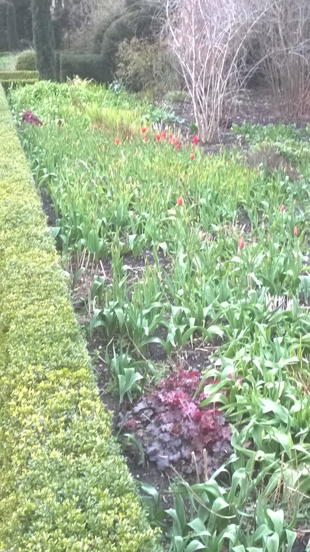 The first Tulips are starting to show in the double borders