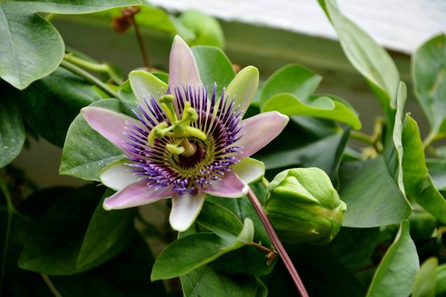 Passion flower- picture by Bob Phillips