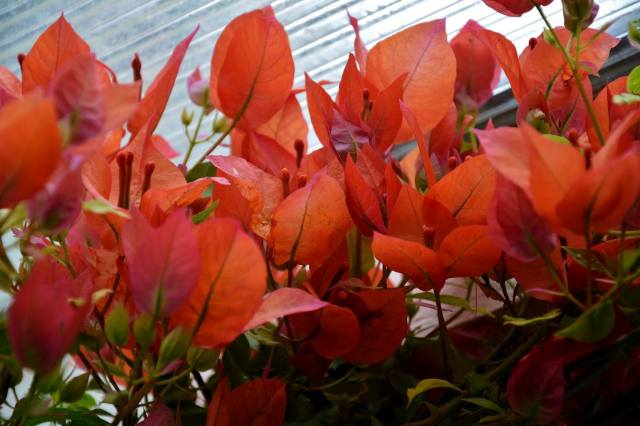 Bouganvillea 2 by Bob Phillips