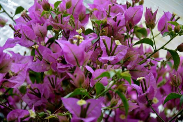 Bouganvillea by Bob Phillips