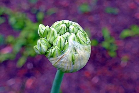 Allium opening by Ellen Zillin