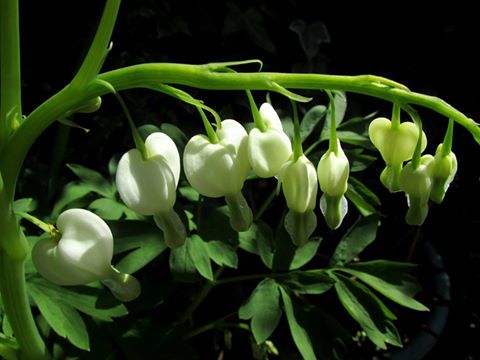 Dicentra- picture by Marain Squires