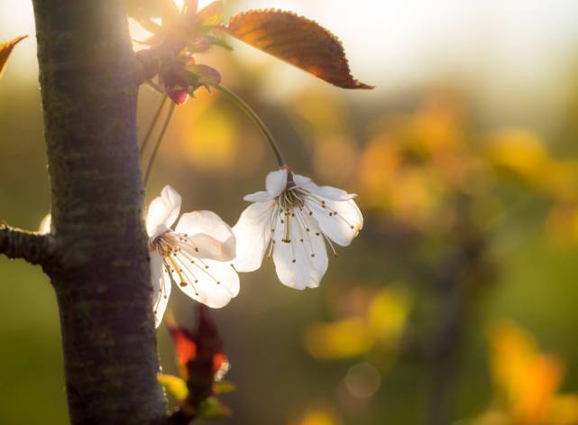 Blossom at sunset- picture by Sarah Walters