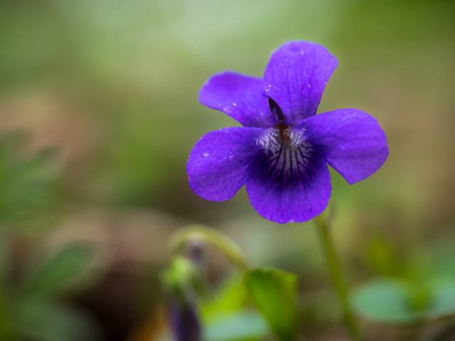 Violet - picture by Sarah Walters