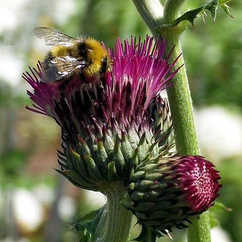 Picture: Colin Garratt