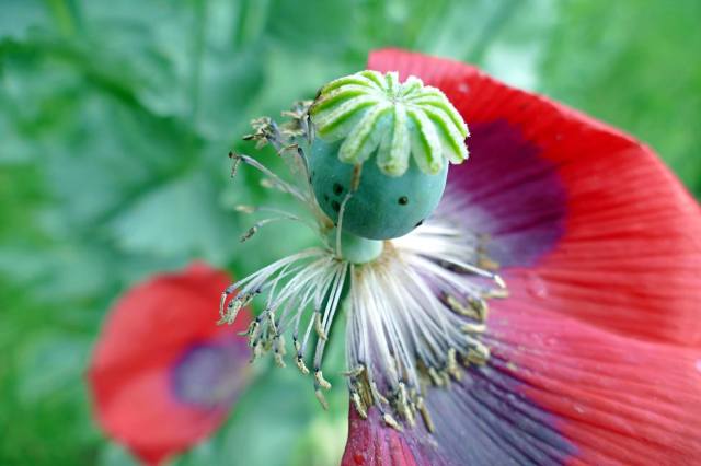 PicPost: Head Injury | Old School Garden