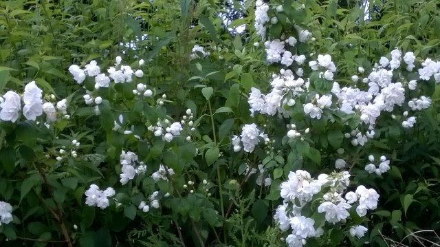 Philadelphus 'Belle Etoile' 