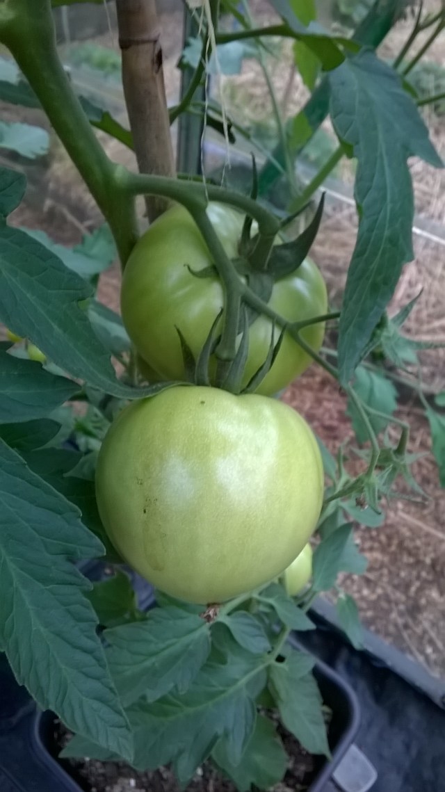 Good sized tomatoes...come on, ripen!