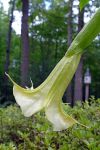 angels trumpet ellen&nbsp;zillin