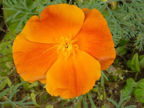 calif poppy moyra turton