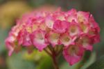 hydrangea shirley goodlife