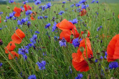 Picture by Janina Sidinskaite