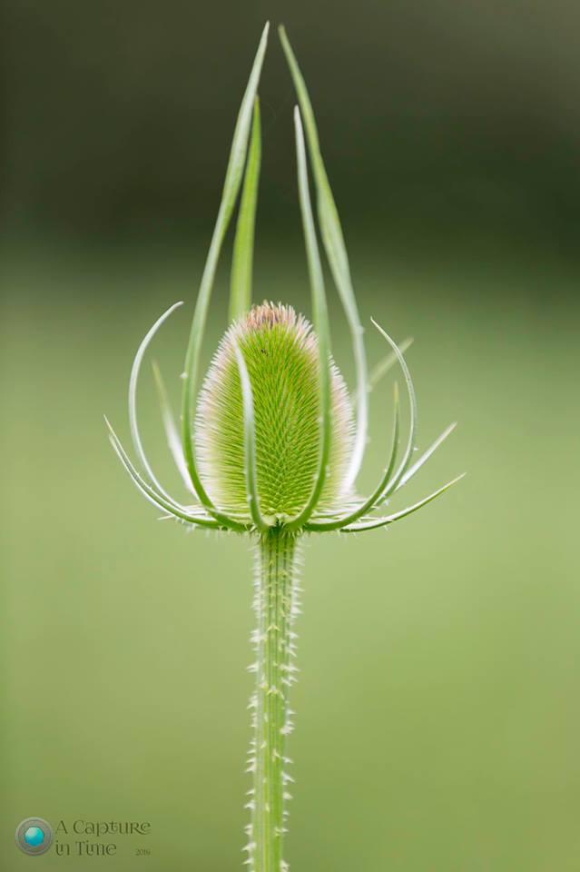 Teasel- picture by Nigel Barker