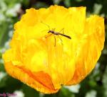 wendy sinclair poppy