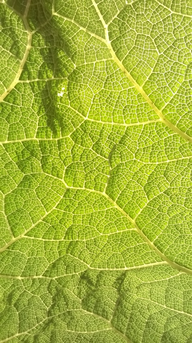 WP_20160529_13_55_16_Pro