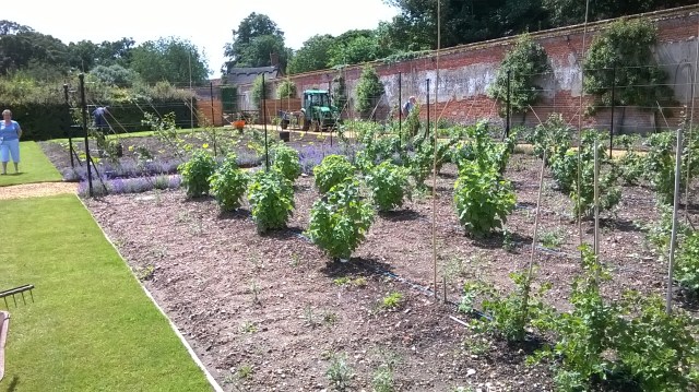 Currants hoed with the new two-way hoes- a delight!