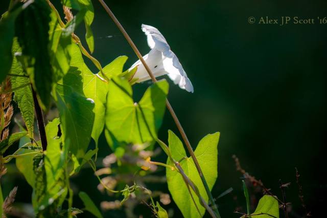 Picture by Alex J.P.Scott