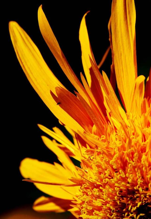 Picture by Christine Grubbs