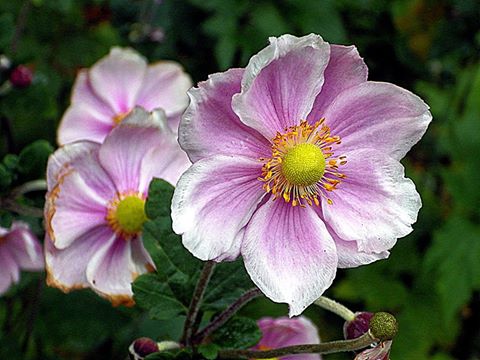 Picture by Colin Garratt