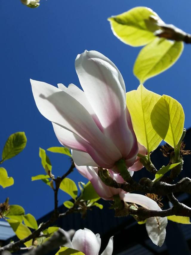 Picture  by Crystal Myles