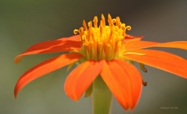 Picture by Mike Minnich