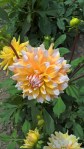 WP_20160804_14_10_26_Pro