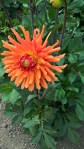 WP_20160804_14_11_18_Pro