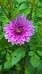WP_20160804_14_11_36_Pro