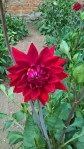 WP_20160804_14_12_03_Pro