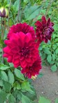 WP_20160804_14_12_22_Pro