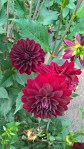WP_20160804_14_12_33_Pro
