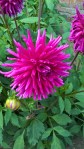 WP_20160804_14_12_59_Pro