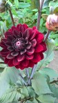 WP_20160804_14_13_11_Pro
