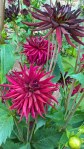 WP_20160804_14_13_29_Pro