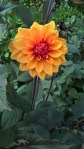 WP_20160804_14_15_30_Pro
